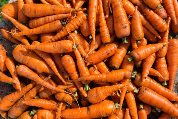 The background of fresh carrots
