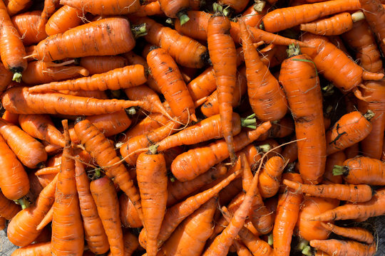 The background of fresh carrots