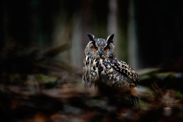 Chouette dans la forêt sombre. Big Eurasian Eagle Owl, oiseau assis sur la souche d& 39 arbre avec de la mousse verte dans la forêt sombre. Belle chouette rare dans l& 39 habitat naturel. Animal de forêt de montagne, Sumava, République Tchèque