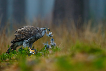 Bird of prey Goshawk kill Eurasian Magpie on the grass in green forest. Wildlife scene from the forest. Goshawk feeding bird in the grass. Animal behaviour in Europe, Slovakia