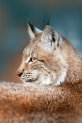 Siberian lynx head shot  portrait outdoor
