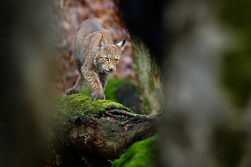 Beautiful wild cat Lynx in the nature forest habitat. Eurasian Lynx in the forest, birch and pine forest. Lynx lying on the green moss tree log. Cute lynx, wildlife scene from nature, Slovakia
