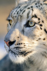 Close up snow leopard portrait 