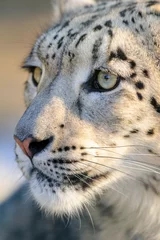 Tuinposter Close up snow leopard portrait  © kwadrat70