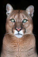 Portrait de Puma avec de beaux yeux sur fond noir