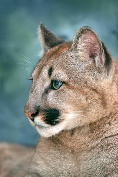 Beautiful puma portrait on blue background