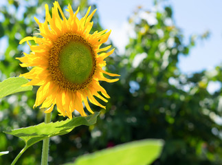 Fototapeta premium Sunflowers blooming against a bright sky, Unseen Thailand flowers.