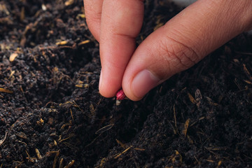 Farmer hand planting seed in soil