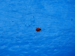 Ladybird on blue background