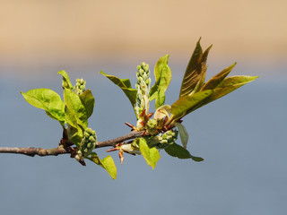 Macro to blossom bird cherry