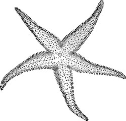 Vintage illustration starfish