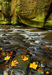 Autumn landscape with orange and yellow leaves in the water, big rock in the background, Kamenice river, in czech national park, Ceske Svycarsko, Bohemian Switzerland, Czech Republic. Yellow leaves.