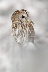Winter scene with owl. Animal with cold snow and forest. Tawny Owl, snow covered bird in snowfall during winter, nature habitat, Norway. White winter scene with bird. January wildlife in Europe.