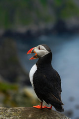 Atlantic Puffin, Fratercula artica, Arctic black and white cute bird with red bill sitting on the rock, nature habitat, Iceland. Puffin on the rock. Sea bird from Norway. Cute bird on the rock cliff.