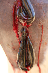 Medizinische Blutegel am Pferdebein