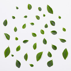 Flat lay. Green leaves pattern on white background