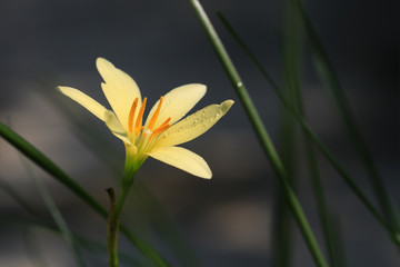 Obraz premium Yellow Rain lilies on dark background (Select focus)