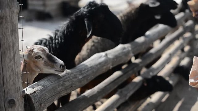 Close up of sheep heads. Farming. Flock of sheep. Real time video with sound of sheep voices.