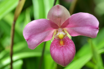 Beautiful purple orchid, phalaenopsis.