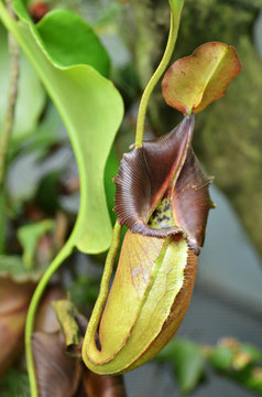 Nepenthes villosa, monkey pitcher plant