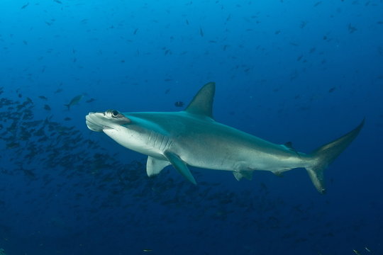 Dangerous big Shark Underwater diving sea picture © Valerijs Novickis