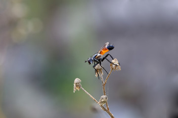 Little fly on a branch of dried chamomile