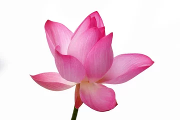 Photo sur Plexiglas fleur de lotus lotus flower isolated on white background.