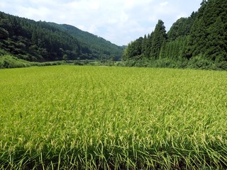 うきは　稲穂の夏