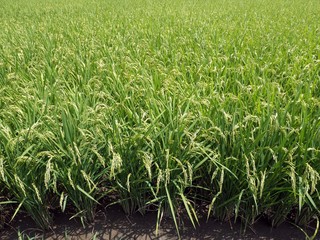 うきは　稲穂の夏