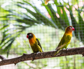 cute colorful love bird