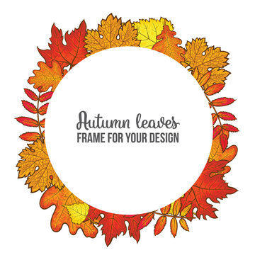 Round frame with fall leaves, sketch style vector illustration isolated on white background. Red, yellow and orange maple, aspen, oak and rowan autumn leaves as a round frame