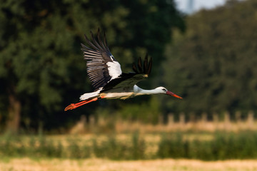Storch im Flug über ein Feld