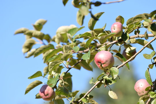 Ripe apples on a tree against the blue sky