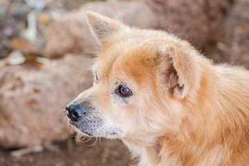 Brown retriever dog,the looking sad.