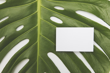 Blank white business card on a green tropical leaf background