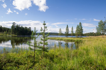 scenic lake with young trees