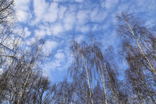 Tops of birches against a blue sky with white clouds