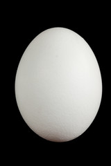white egg isolated not black background