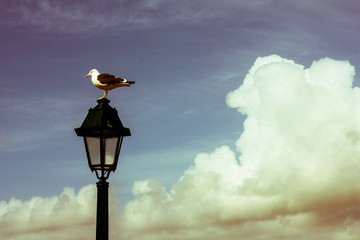 Naklejka premium Bird resting on a street lamp