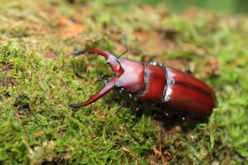 Yaeyama red stag beetle (Prosopocoilus pseudodissimilis) in Ishigaki island, Japan

