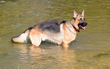 The dog bathing in the river