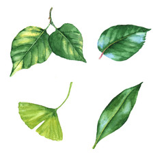 Hand-drawn watercolor illustration of the different green leaves, isolated on the white background. Fresh drawings of the leaves