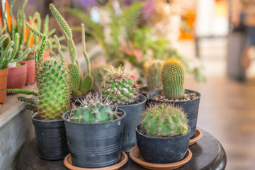 small cactus pot corner garden in home decoration.