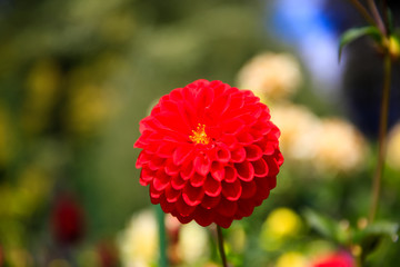 Closeup of red dahlia flower in full bloom in the garden.