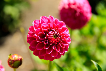 Closeup of pink dahlia flower in full bloom in the garden.