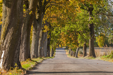 Naklejka premium Beautiful romantic autumn alley colorful trees and sunlight