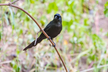 Racket-tailed Treepie.(Crypsirina temia)