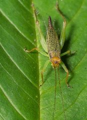 Bush Grasshopper