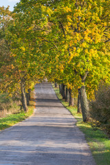 Beautiful romantic autumn alley colorful trees and sunlight