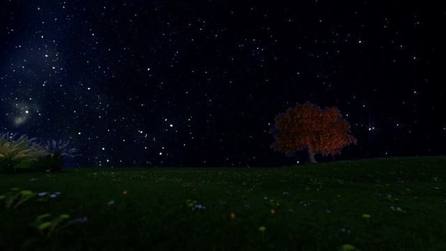 Solitary tree with time lapse starry sky